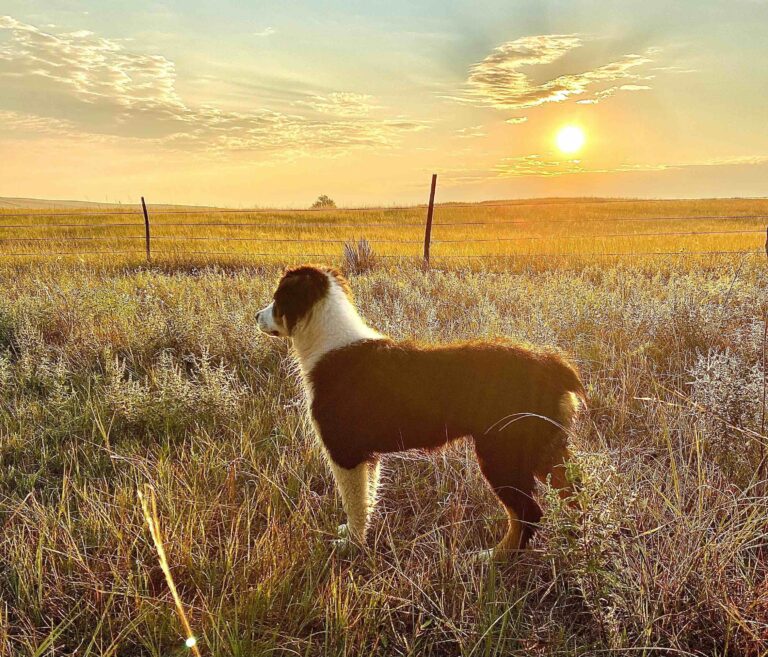 Australian shepherd at sunrise in Nebraska Sand Hills_cammie m_Shutterstock