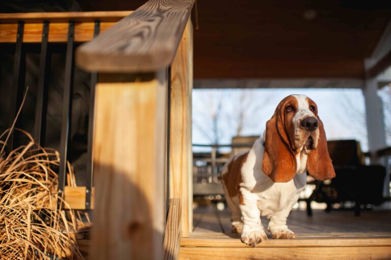 Basset hound puppy looking out while standing on deck outside_Cavan-Images_Shutterstock
