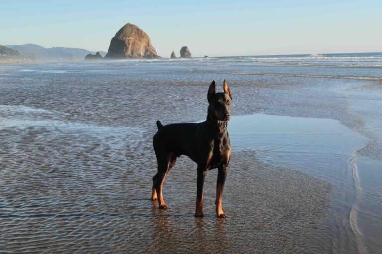 Doberman dog on Oregon coast beach in ocean_kskill_Shutterstock