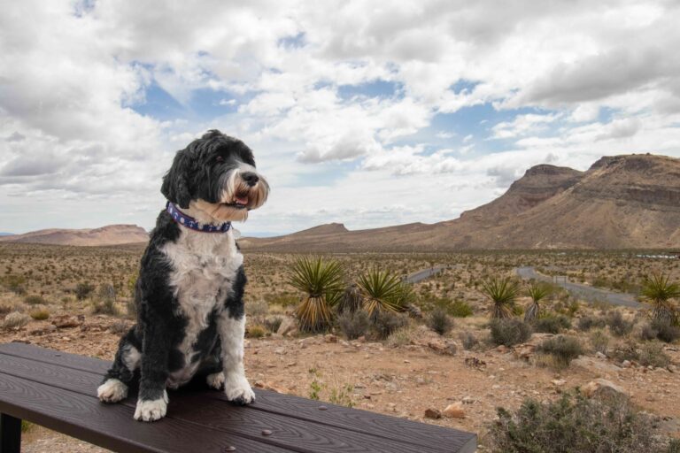Dog in the desert at Red Rock Canyon National Conservation Area in Las Vegas, Nevada_Lynda McFaul_Shutterstock