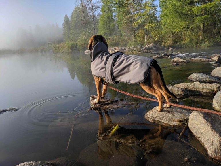 Dog wearing a coat balances on rocks and stares at a misty river_Nabrina Coomer_Shutterstock