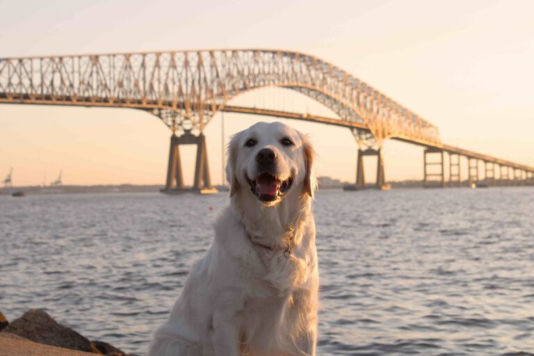 English Cream Golden Retriever at the Maryland State Key Bridge near Fort Carol. Photos shot from Fort Armistead Park_Ccorey Adams_Shutterstock