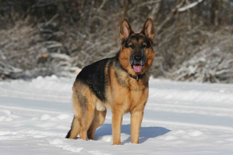German Shepherd Dog in Wisconsin Snow_JWillyerd_Shutterstock