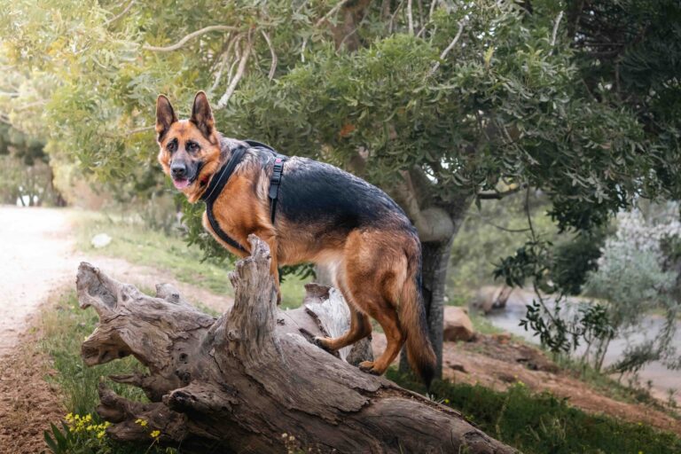 German Shepherd dog on a dirt road with green nature in the background_Envettia_Shutterstock