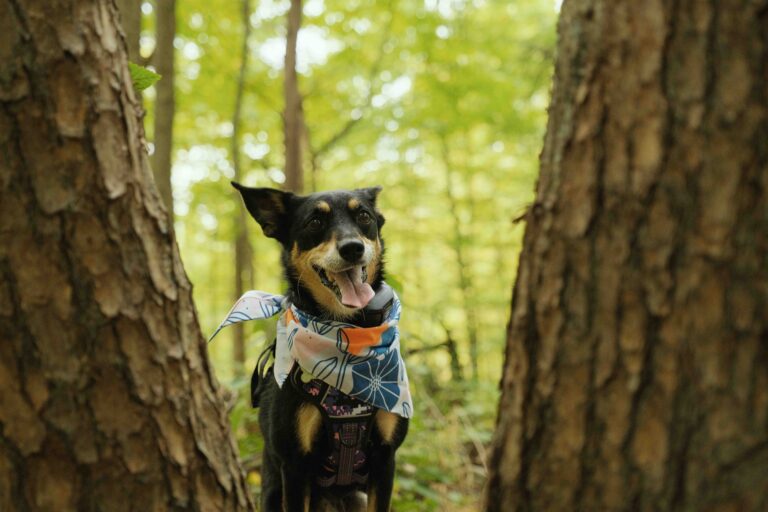 Happy pet dog with smile on face during hike in Indiana woods, wearing bandana_cctm_Shutterstock