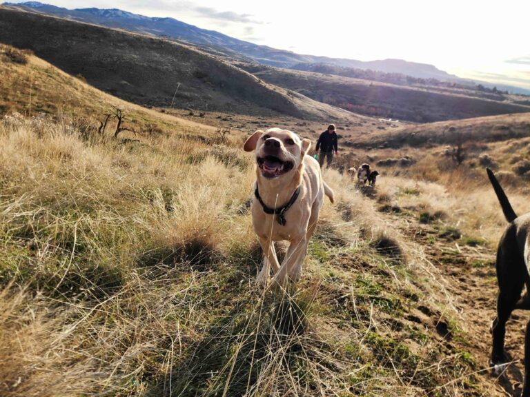 Hiking in the Boise foothills_Christopher Fouser_Shutterstock