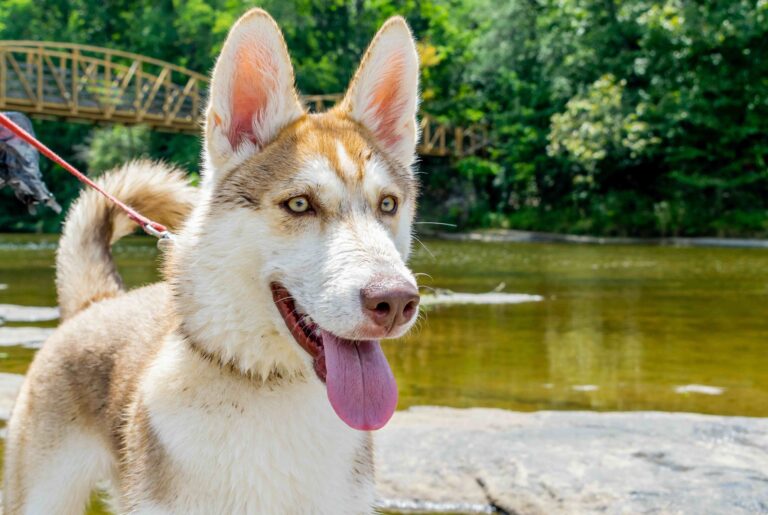 Husky Looking out at high Falls Alabama_MAML Photography_Shutterstock