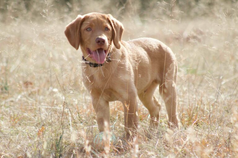 Labrador Retriever Puppy in Arkansas_ArkActionPhotography_Shutterstock