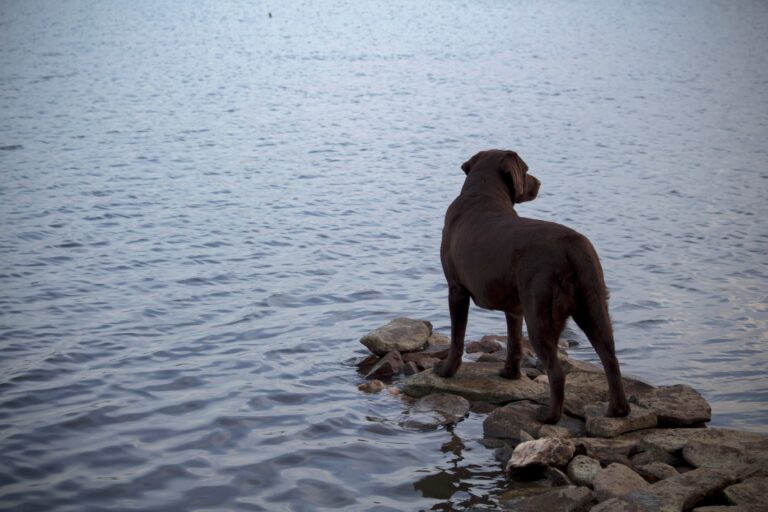 Labrador dog stands on the river bank and looks into the distance_29Ekaterina Boltacheva_Shutterstock