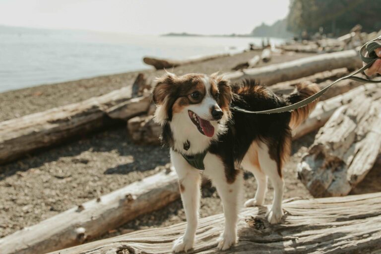Miniature Red Merle Australian Shepherd at a rocky beach playing and swimming at Owens Beach Point Defiance Park, Tacoma, Washington, Pierce Cunty_Elishia Jackson_Shutterstock