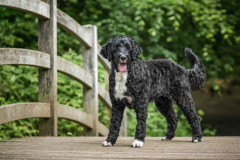 Papillon dog and a Portuguese Water Dog at Virginia Water Lake_chrisukphoto_Shutterstock