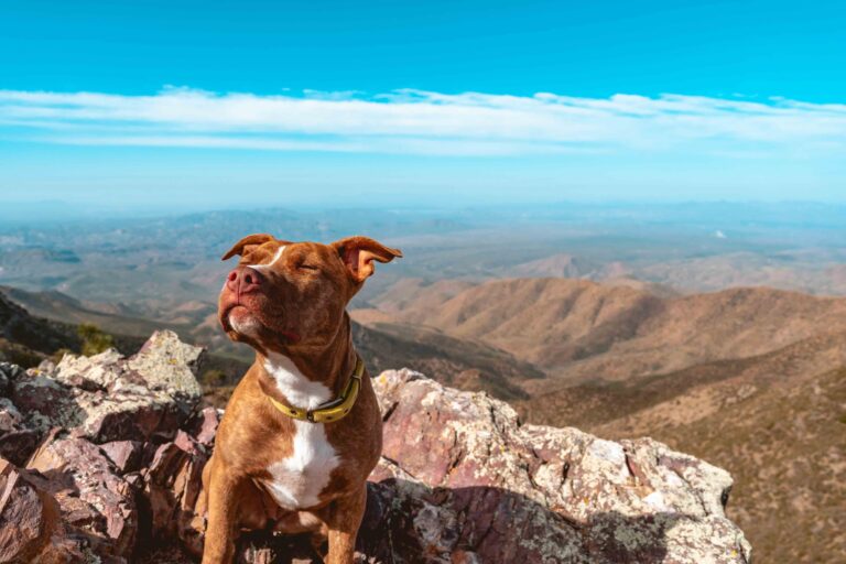 Pit bull mix dog taking in the fresh air at the top of Brown's Peak after a long hike_Steve Normandy_Shutterstock