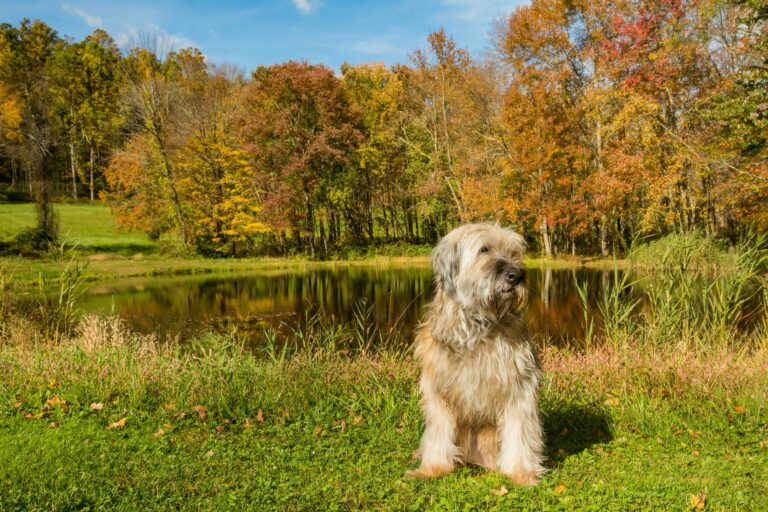 Sapsali- Korean Sheepdog enjoying a day at the park._Jay Ondreicka_Shutterstock