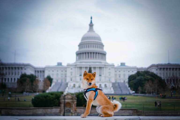 Shiba Inu Capitol Hill_Liudmila Masina_Shutterstock