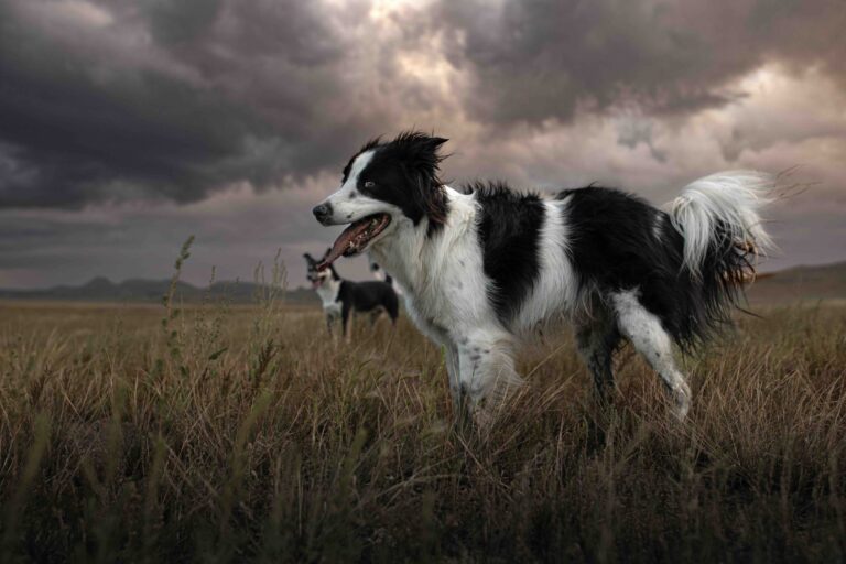 Two dogs in a dramatic Montana storm._Noelle Freeman_Shutterstock