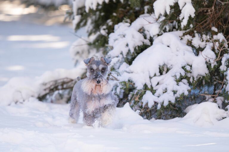 Winter schnauzer dog playing in fresh snow_Debra Anderson_Shutterstock