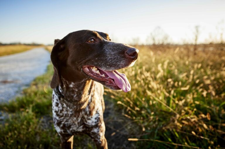 a beautiful bird dog hunting in a field_Brian Goodman_Shutterstock