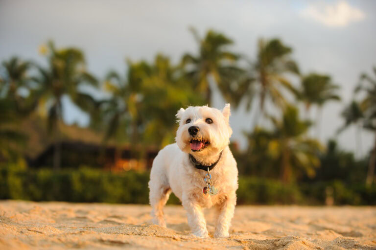 West,Highland,White,Terrier,Dog,Outdoor,Portrait,On,Tropical,Sand