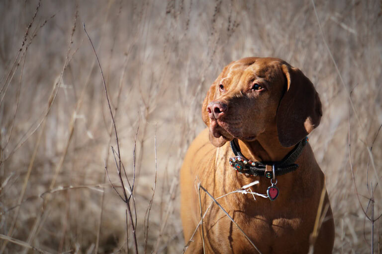 Vizsla,In,An,Illinois,Field