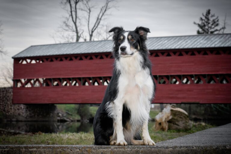 Covered,Bridge,Gettysburg,Pennsylvania,With,Border,Collie
