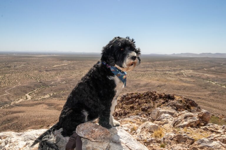 Portuguese,Water,Dog,At,Picacho,Peak,In,Las,Cruces,,New