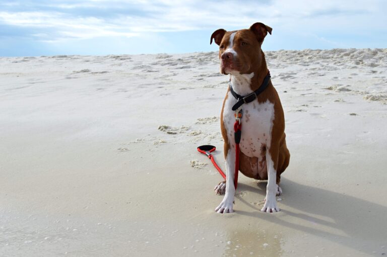 Pitbull,On,Pensacola,Beach,Florida,Sunbathing
