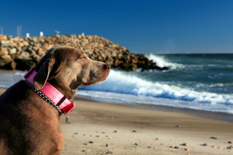 Portrait,Of,A,Silver,Labrador,Retriever,Dog,Enjoying,The,Ocean