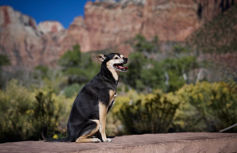 Travel,With,Dog,At,Zion,National,Park