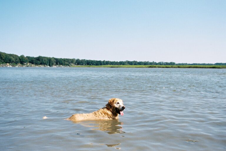 Lowcountry,Dogs,Enjoying,South,Carolina,Living