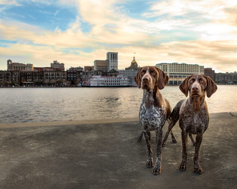 Georgia;,Savannah;,Historic;,Pet,Friendly,City;,A,Walk,In,The