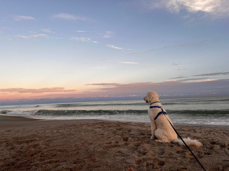 A,Dog,Enjoying,The,Crystal,Coast,Of,North,Carolina,During