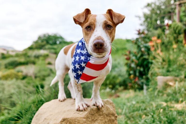 Jack,Russell,Terrier,Dog,Wearing,American,Flag,Bandana,Poses,In