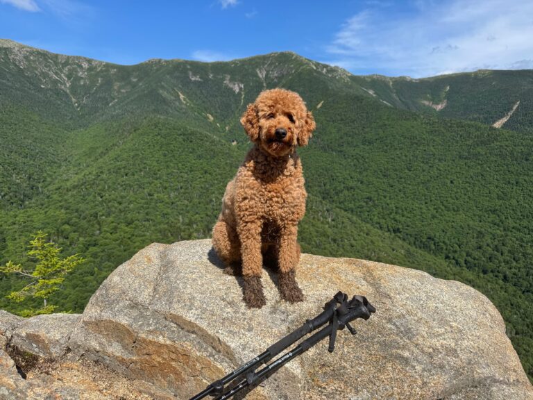 Goldendoodle,On,A,Hike,In,The,White,Mountains,In,New