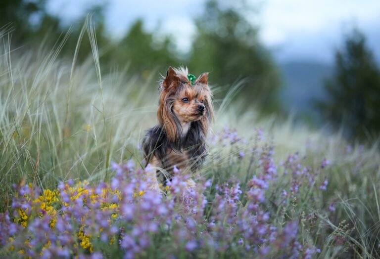 yorkshire terrier in flower field