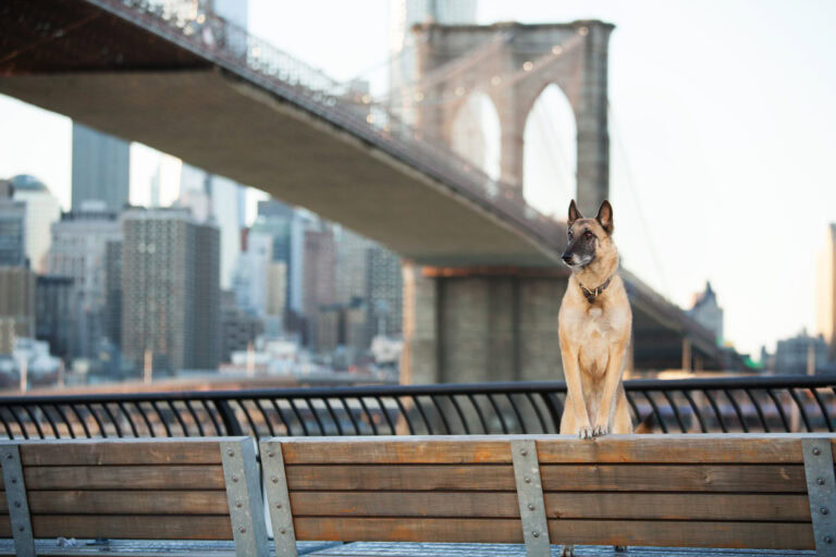 dog standing by brooklyn bridge