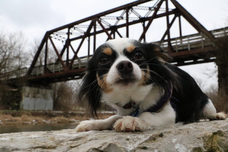 Chihuahua,Outdoor,During,A,Springfield,,Ohio,Winter.