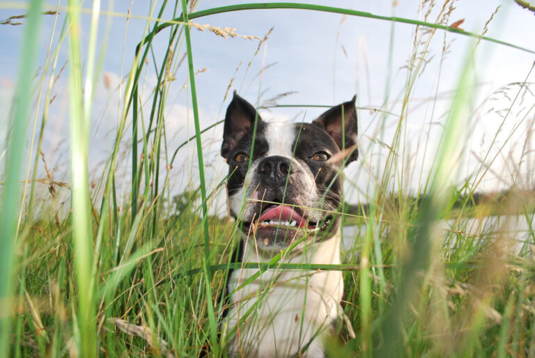 A,Photograph,Of,A,Boston,Terrier,Puppy,Smiling,While,Hiding